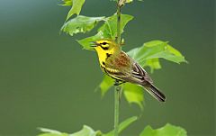 Prairie Warbler